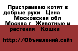 Пристраиваю котят в добрые руки › Цена ­ 100 - Московская обл., Москва г. Животные и растения » Кошки   